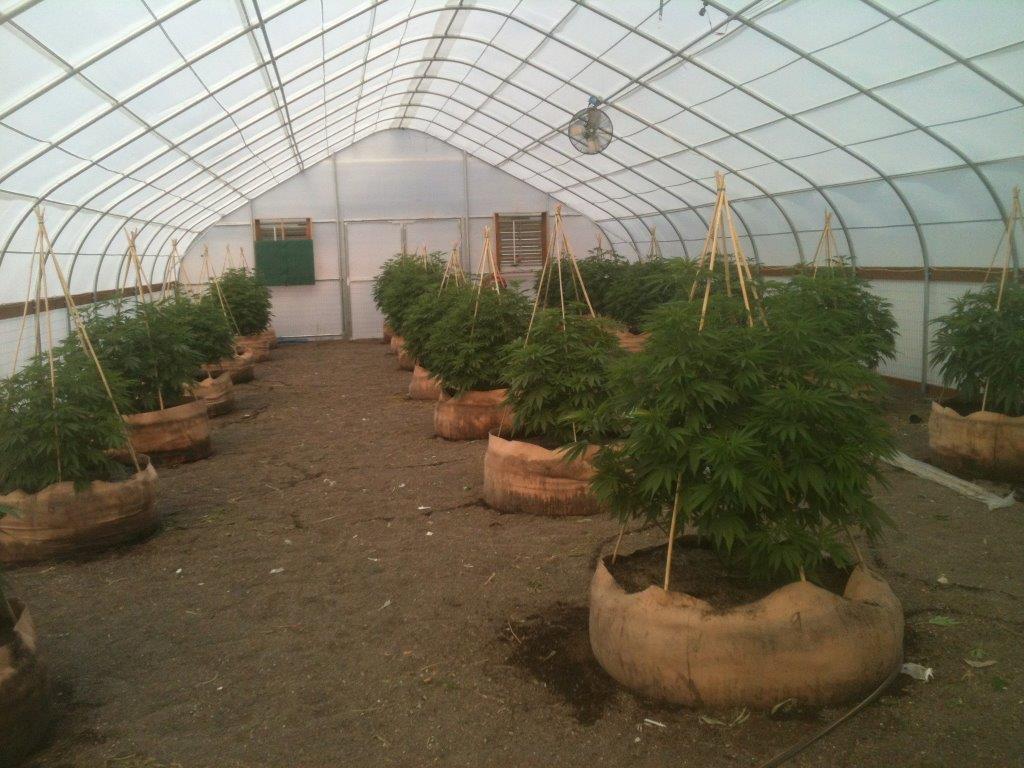Cannabis greenhouse cultivation using Solexx Greenhouse covering