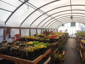 Greenhouse interior view