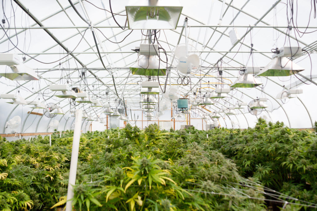 Cannabis flowers near harvest in a Solexx Greenhouse